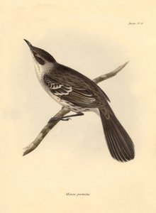 Ornithologie: De Mimus parnilus van de spotvogelfamilie beschreven door Charles Darwin tijdens zijn ontdekkingsreis aan boord van de Beagle. Plaat uit The Zoology of the voyage of H.M.S. Beagle onder het bevel van kapitein Fitzroy tijdens de jaren 1832 tot