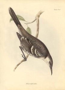 Ornithologie: De Mimus trifasciatus van de spotvogelfamilie beschreven door Charles Darwin tijdens zijn ontdekkingsreis aan boord van de Beagle. Plaat uit The Zoology of the voyage of H.M.S. Beagle onder het bevel van kapitein Fitzroy tijdens de jaren 1832