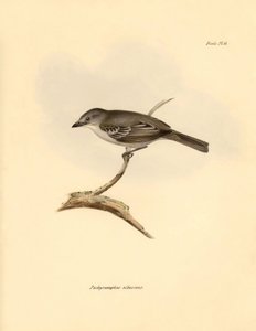 Ornithologie: De 