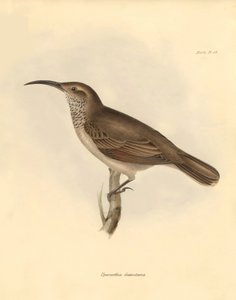 Ornithologie: De Upercerthia dumetaria beschreven door Charles Darwin tijdens zijn ontdekkingsreis aan boord van de Beagle. Plaat uit The Zoology of the voyage of H.M.S. Beagle onder het bevel van kapitein Fitzroy tijdens de jaren 1832 tot 1836 bewerkt en  door Unbekannter Künstler