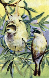 Ornithologie: remiz (Remiz pendulinus)