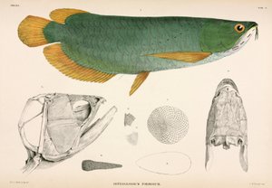Osteoglossum formosum, Indonesië door Unbekannter Künstler