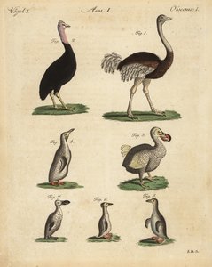 Struisvogel, kasuaris, uitgestorven dodo en pinguïnsoort door Unbekannt