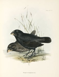 Paar grote grondvinken, Galapagos-eilanden, ca. 1832-1836 door Unbekannt