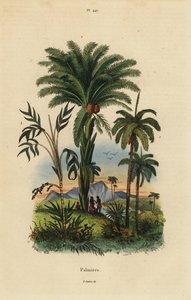 Palmbomen: dadelpalm, Phoenix dactylifera 1, Attalea soort 2, en Geonoma soort 3 door Unbekannt