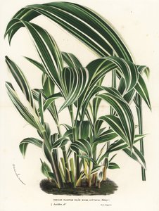 Palmgras, Setaria palmifolia (Panicum plicatum foliis level-vittatis). Handgekleurde lithografie uit Louis van Houtte en Charles Lemaire