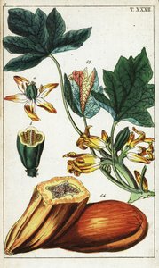 Papajavrucht, doorsnede, bloemen en bladeren, Carica papaya door Unbekannter Künstler