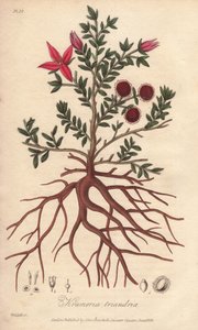 Para of Peruaanse rhatany, Krameria lappacea