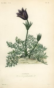Wildemanskruid of bloedkruid, Anemone pulsatilla, Pulsatille door Unbekannt