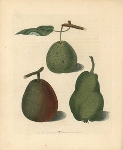 Peer variëteiten, Pyrus communis: Cressan, Gansell