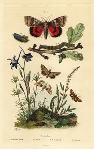 Pease bloesem, Periphanes delphinii, katoenbollworm, Helicoverpa armigera, gele ondervleugel, Anarta myrtilli, en grote gele ondervleugel, Noctua pronuba, larve en pop