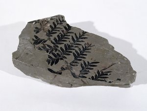 Pecopteris (Gymnosperm Frond) gevonden in Camerton, Somerset, Boven-Carboon periode door Unbekannt
