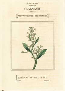 Stengelloze zeepostelein, Atriplex pedunculata. Handgekleurde kopergravure naar een illustratie door Richard Duppa uit zijn The Clours and Orders of the Linnaean System of Botany, Longman, Hurst, Londen