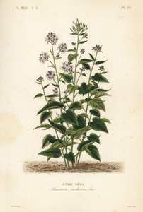 Vaste judaspenning, Lunaria rediviva, Lunaire vivace