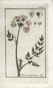 Moeraspeucedaan of moeraspeterselie (Selinum marsh). Lithografie uit 