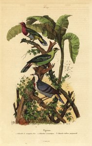 Roze kopvruchtduif, Ptilinopus porphyreus, Buru groene duif, Treron aromaticus, en Luzon bloedend hart, Gallicolumba luzonica