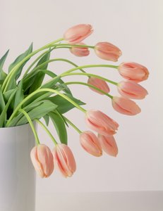Roze Tulpen