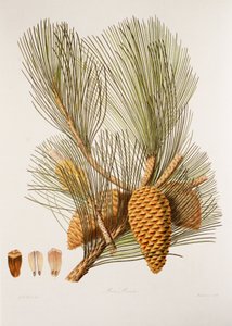 Pinus pinaster