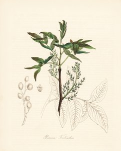 Pistache terpentijnboom - Terebinth boom of chian terpentijnboom, Pistacia terebinthus. Handgekleurde zinkografie door C. Chabot getekend door Miss M. A. Burnett uit haar Plantae Utiliores: or Illustrations of Useful Plants, Whittaker, Londen