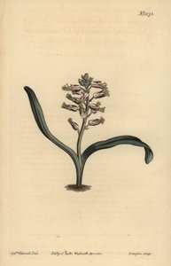 Effenbladige lachenalia, Lachenalia unicolor door Unbekannt