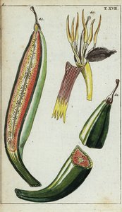 Musa x paradisiaca