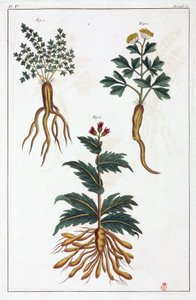 Medicinale planten, China
