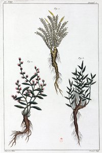 Medicinale planten, China