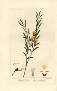 Platylobium lanceolatum, inheems in Australië. Handgekleurde stipple gravure op koper door Barrois naar een botanische illustratie door Pancrace Bessa uit Mordant de Launay