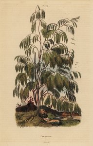 Plocama pendula struik