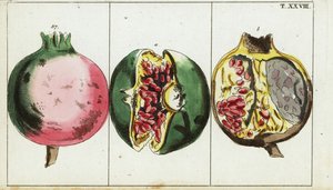 Granaatappel, Punica granatum