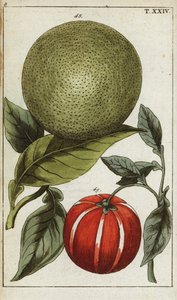 Pomelo of pummelo, Citrus maxima