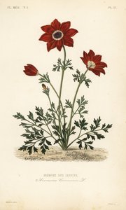 Kroonanemoon of Spaanse goudsbloem, Anemone coronaria door Unbekannt