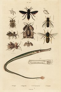 Pottenbakkerswesp, pijpvissen, gouden eierwants en zweefvlieg, 1834-1839 (gravure) door Unbekannter Künstler