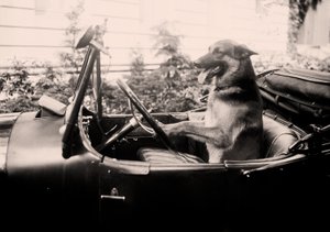 Prijswinnende politiehond Alex achter het stuur van een auto door Alec Hunter