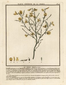 Zuurbrem, Cytisus purgans door Unbekannter Künstler