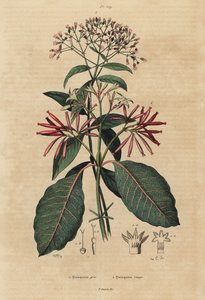 Kinine, Cinchona officinalis 1 en Ladenbergia oblongifolia, kwetsbaar, 2 door Unbekannt