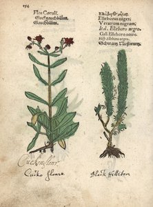 Echte koekoeksbloem, Lychnis flos-cuculi, en zwarte nieskruid, Veratrum nigrum