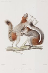 Roodbuikige of Mexicaanse grijze eekhoorns