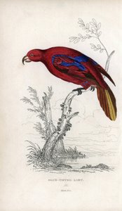 Rode Lori. Lithografie van Joseph Kidd, gebaseerd op een tekening van John Audubon, in Miscellany of Natural History: Parrots, Sir Thomas DiK Lauder en Captain Thomas Brown, gepubliceerd in Edinburgh, Schotland, in 1833 door Unbekannter Künstler