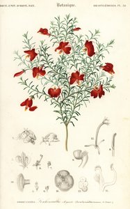 Rode leschenaultia, Leschenaultia formosa, 1849 (gravure) door Unbekannter Künstler