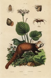 Rode panda, Ailurus fulgens, bedreigd, noordelijke kerstlelie, Proiphys amboinensis, rivierslak, Viviparus viviparus, en spin, Palpimanus soort