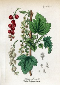 Rode bes, Ribes rubrum