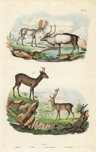 Rendier, Rangifer tarandus 1, eland, Alces alces 2, edelhert, Cervus elaphus 3, en Europese ree, Capreolus capreolus 4 door Unbekannt