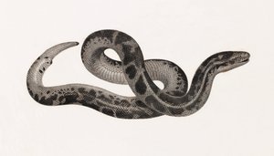 Reptielen: een slang uit Thebaïde