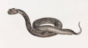 Reptielen: Een adder