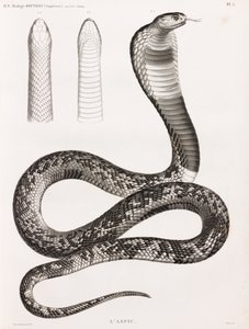 Reptielen: Een asp door Unbekannt