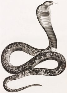 Reptielen: een adder