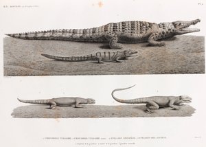 Reptielen: krokodillen en stellions door Unbekannt