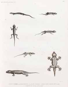 Reptielen: hagedissen en gekko