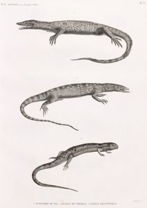 Reptielen: Tupinambis Nijl